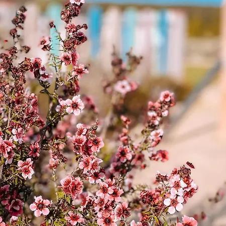 Barranco Da Fonte בית חווה